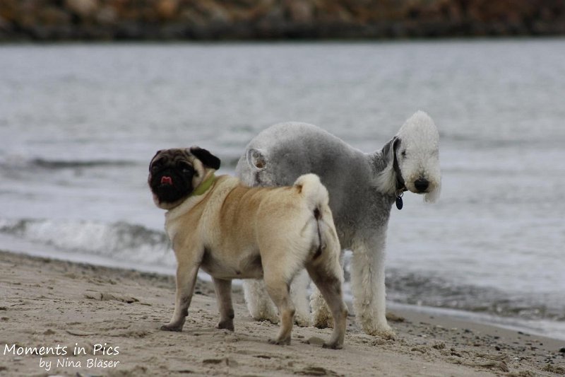 2010-06-26 Arc-en-ciel Arlequin (7).jpg